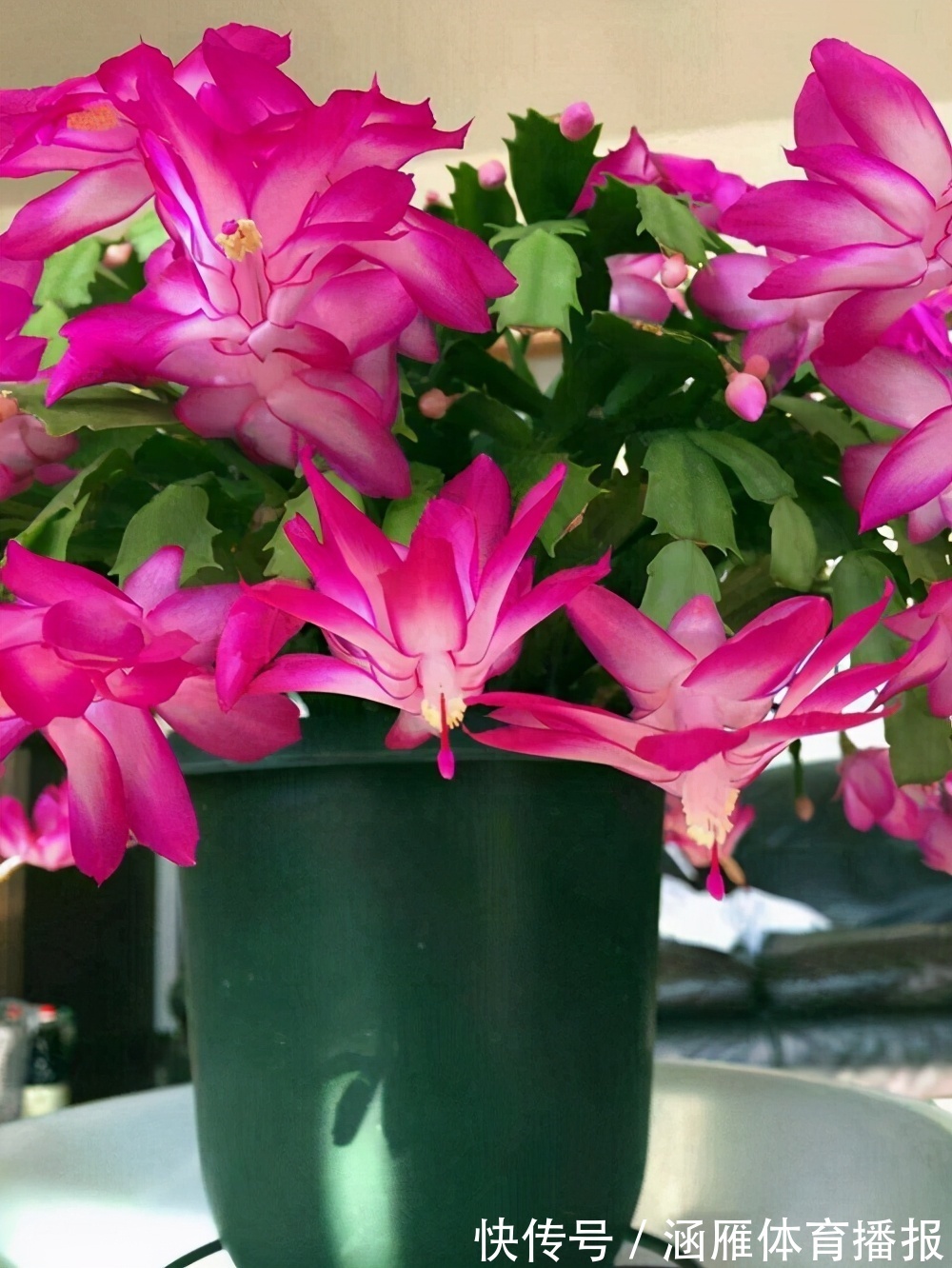 蟹爪兰喂点“大肥水”,叶片硬如铁,花苞鼓满盆,开花一百朵