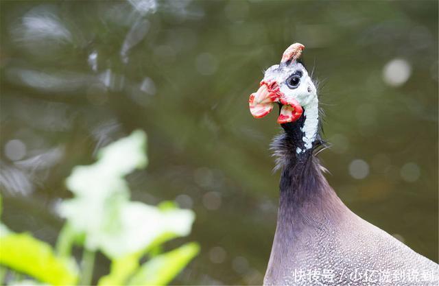 部编五上《珍珠鸟》的学习指导，让孩子记得更牢，学得全面