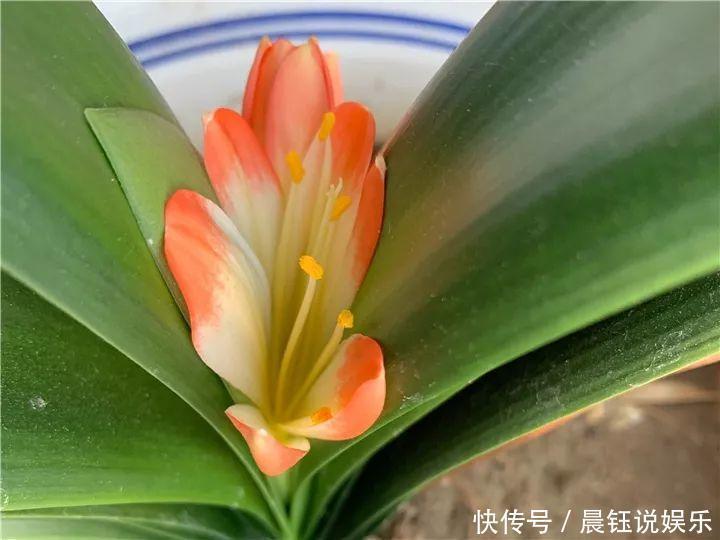 大户|3种花不用“扦插”，花开完等俩月，半年变成“养花大户”！