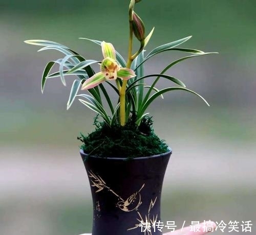 香祖|兰花珍品——矮种帝王妃，花色独特，花香馥郁，适合新手收藏