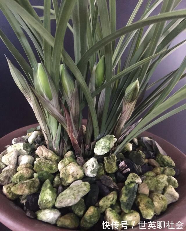 花箭|家里兰花“只长叶子、不开花”做了这2步,直冒花箭