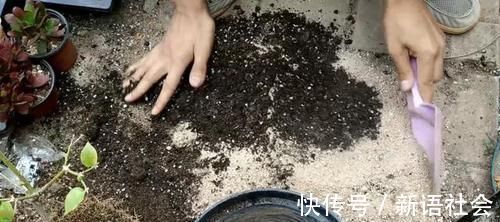 养花总是死？盆底埋点“小东西”，疏松透气不烂根，养啥旺啥