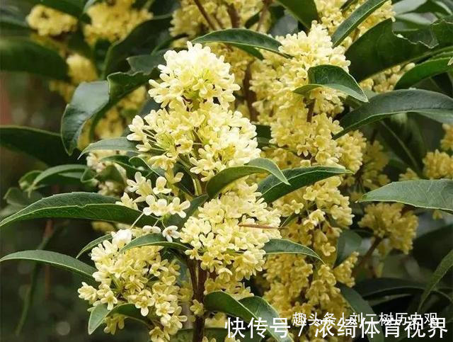 “四树进宅,镇宅旺财”,这4种吉祥植物家里一定要有一盆