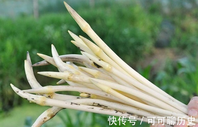 清炒藕带|此物又叫“穷人的阿胶”,家家户户吃得起,2个喜人好处