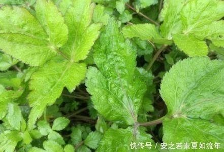 良药|父母托人从乡下带来了一种野菜,竟是治疗牙疼的良药,你认识吗?