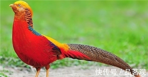 红腹锦鸡$老农发现“怪鸟”,风雨无阻投喂4年,专家:这是山海经里的凤凰