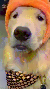 |搞笑GIF:大哥,你要是听了我的心事 和压力,你也跟这牛一样的下场