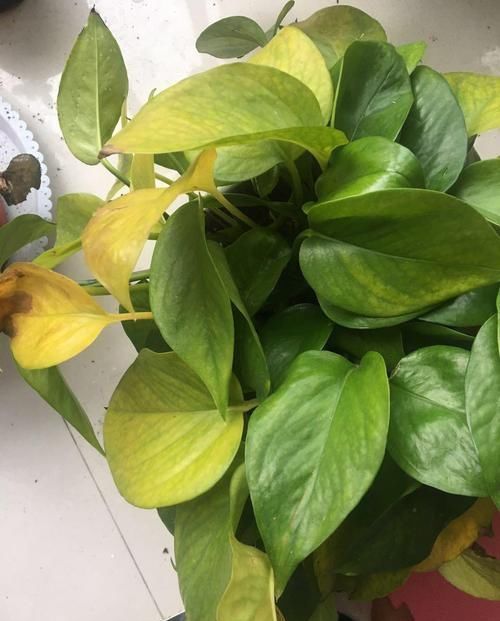 黄叶|绿萝又黄叶?一点“粉末”撒盆里,叶绿根壮,比啥肥料都好使