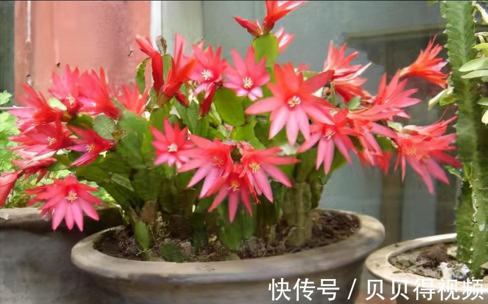 它虽然不是蟹爪兰，但是一样好养、开花很耐看