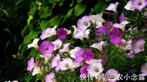 柳树|这是“天然”生根剂，路边捡一把，泡在水里，生根快速，浇花也旺