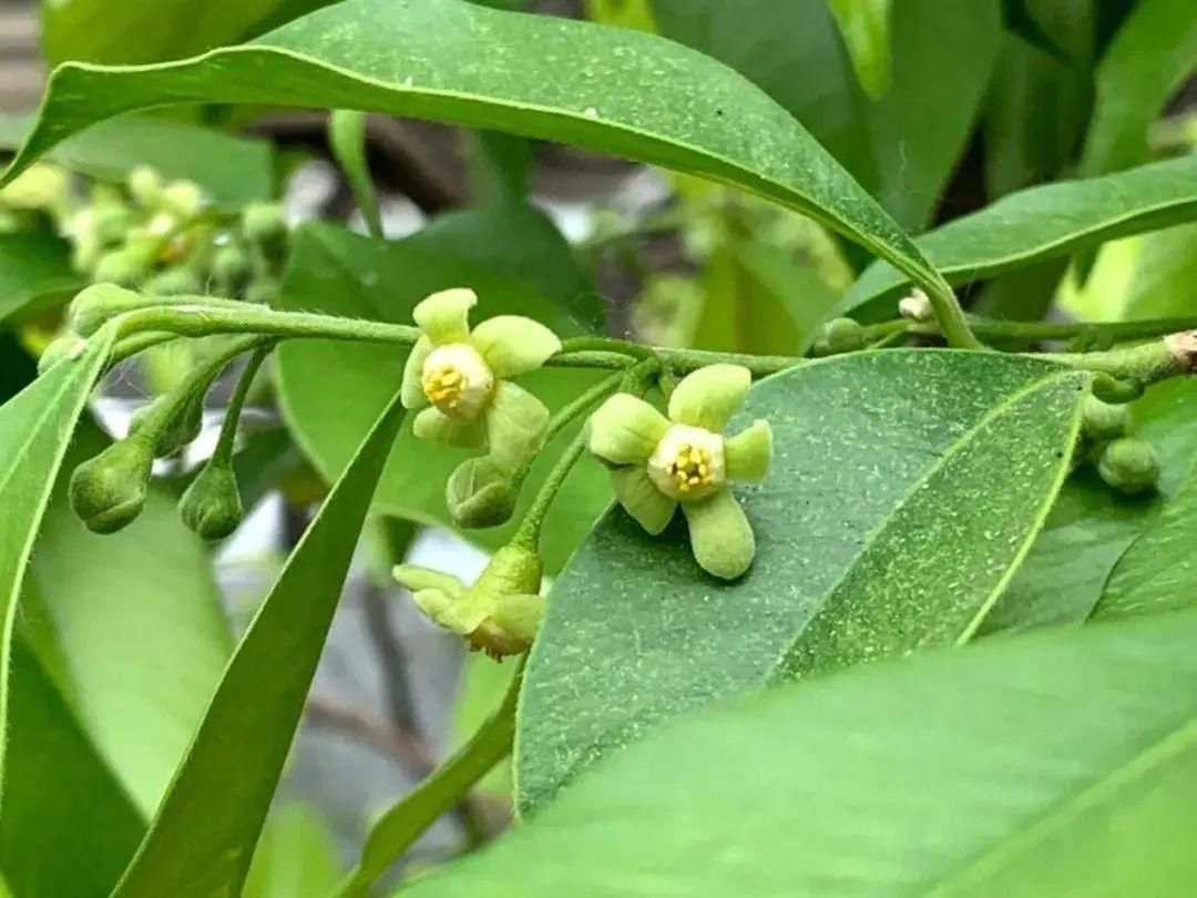 中国药用植物 - 沉香|林草科普| 为沉香