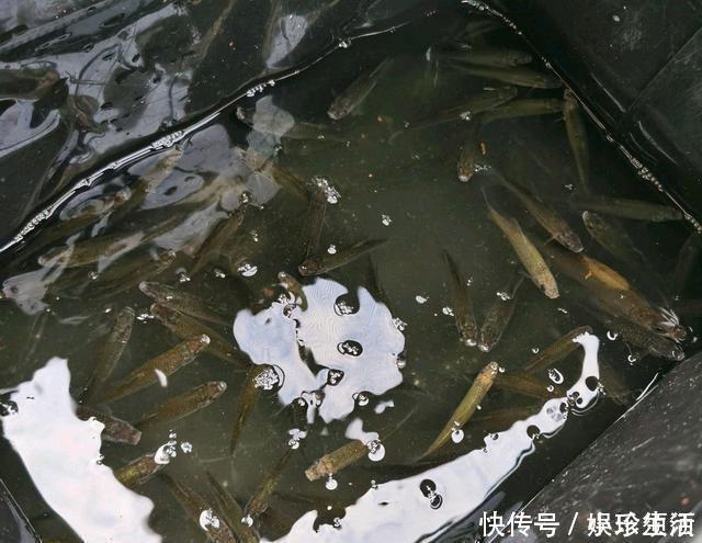 鱼盲钓了一百多条小草鱼,回家准备养起来,却成了村里的笑话