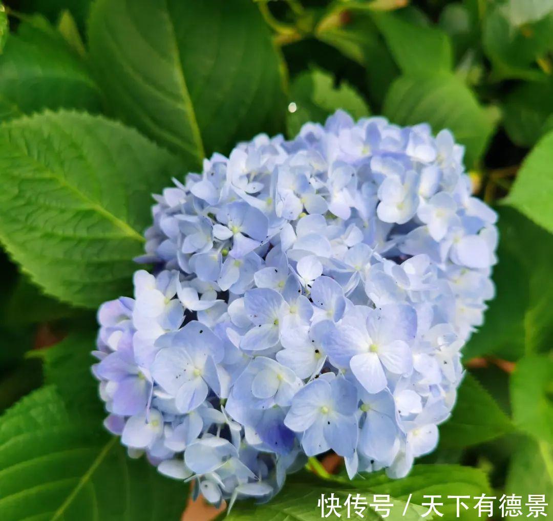 天晴|5种花最怕下雨,淋雨叶子长斑点,赶紧搬进屋