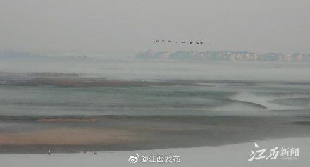 小天鹅|鄱阳湖开启观鸟模式