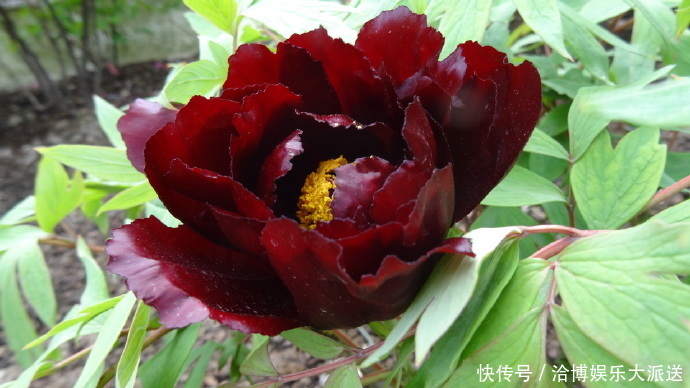 叶状|喜欢菊花,不如养盆“黑牡丹”初乌,黑如墨炭,妖艳有光泽!