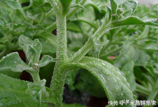 俗称冰菜,叶子自带咸味,国外当肥皂用,我国成贵族菜10元1斤