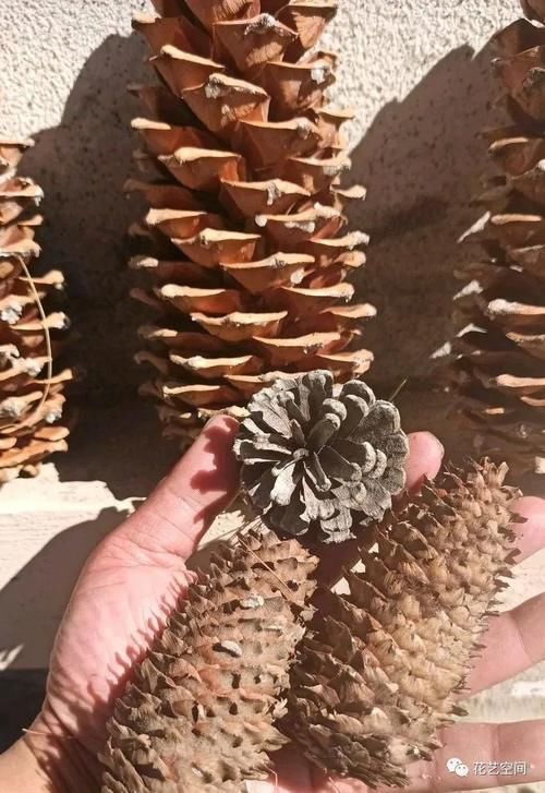 排水性|街上没人要的几种东西，都是养花宝贝，养花高手早早就捡回家了