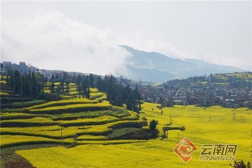 「高清组图」早春三月，去云南罗平看油菜花开