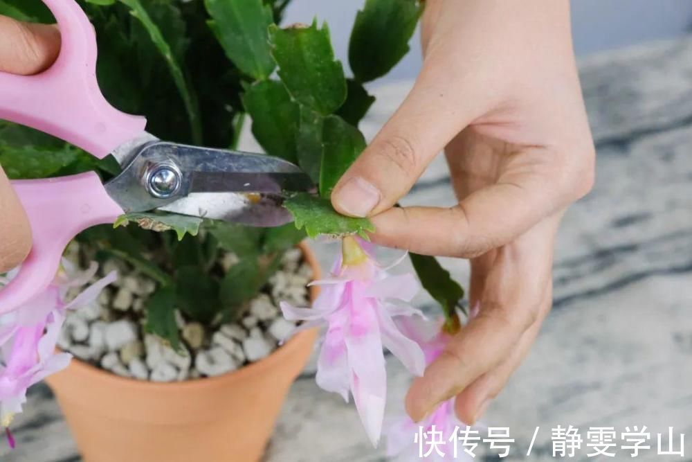 叶子|养护蟹爪兰，要注意8个要点，才能开出仙气飘飘花