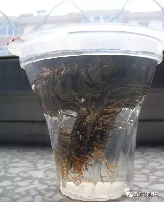 逛街碰到2种花,再喜欢也别买,买了就上当,根本活不了!