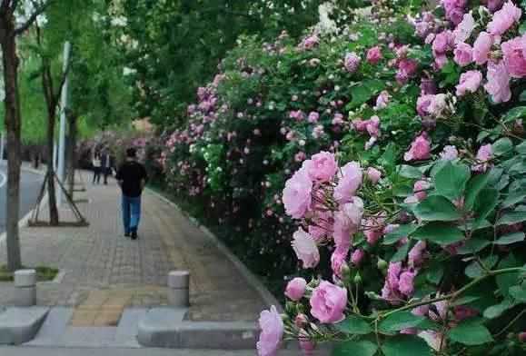 这几种花，种对了是花墙, 种错了只是篱笆