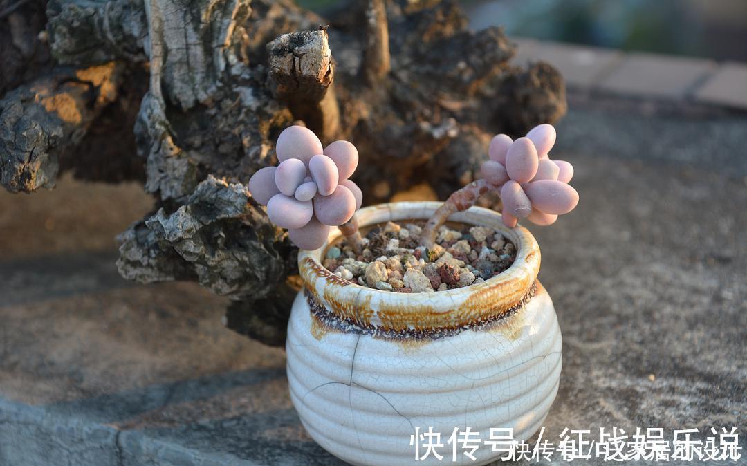 关键|想要养好多肉,这4个方面绝对是关键,冬天更要注意