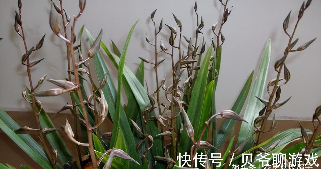 心目中香味比较浓郁的6种兰花,只开1朵就满室飘香,你赞同吗?