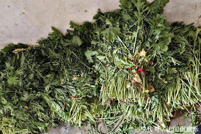 老年|一年采收7次,古代被稱為“百菜之主”,如今淪為野菜少有人吃