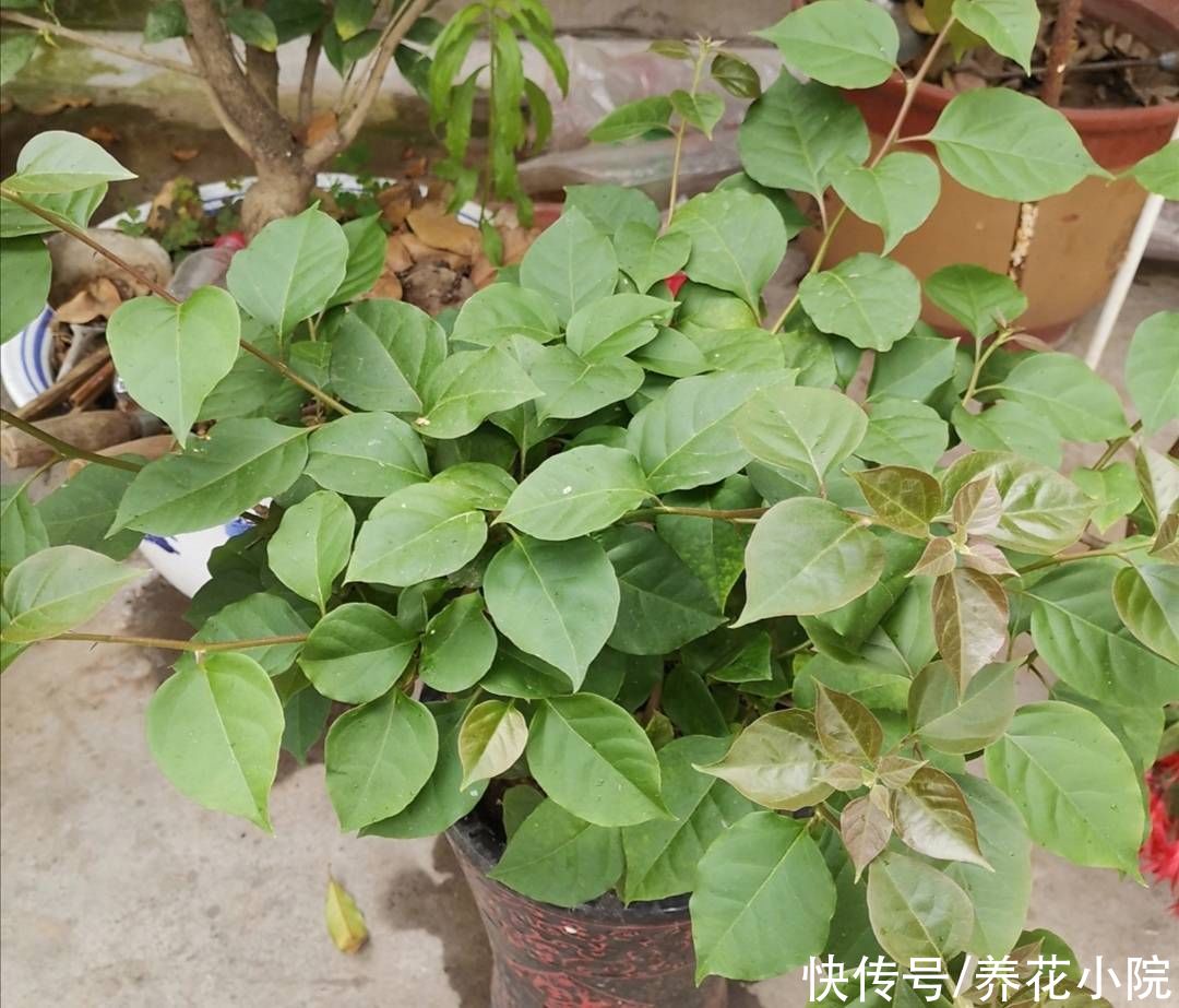 秋天|秋天让三角梅开花，只需给它做好这3点，开花又多又鲜艳