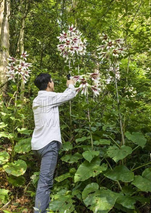  身高|一颗百合花，身高两米八，开花100朵，花枝招展，香气十足