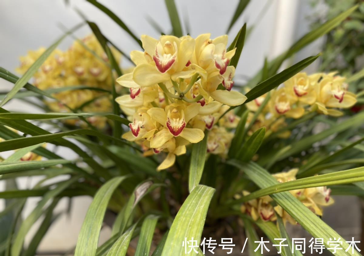差别|你养的未必是兰花,种类多差别细,国兰种类大科普