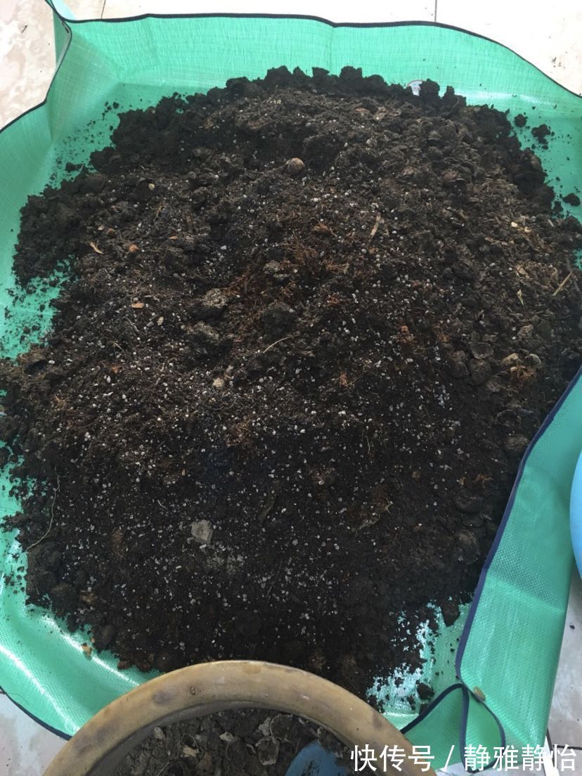 花草|花盆里长出“白碱”不是好事，对花草危害大，学会这5个处理方法