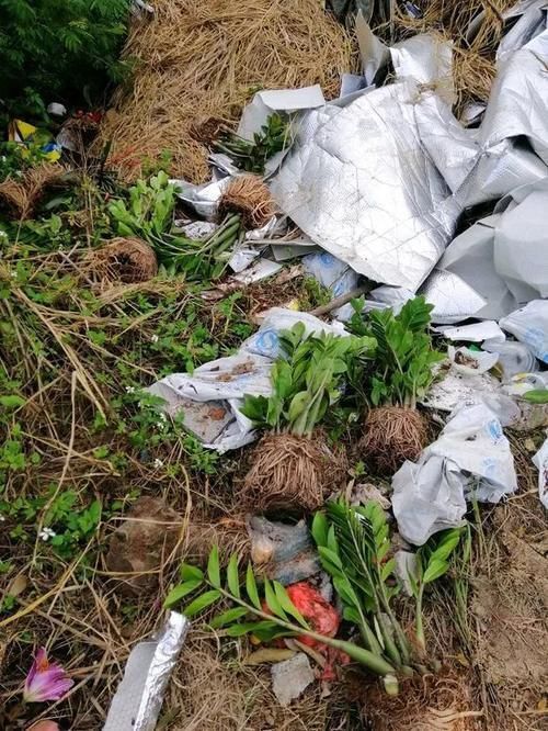 松针土|如果你有5个“坏习惯”,恭喜你,是养花高手!