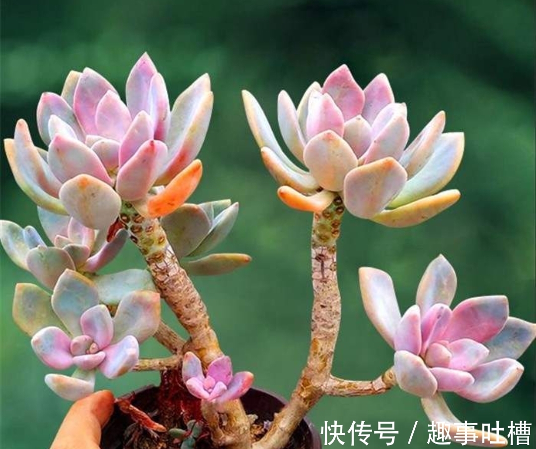 适合12月入手的8种多肉,冬天越晒越漂亮,养再多也不嫌弃