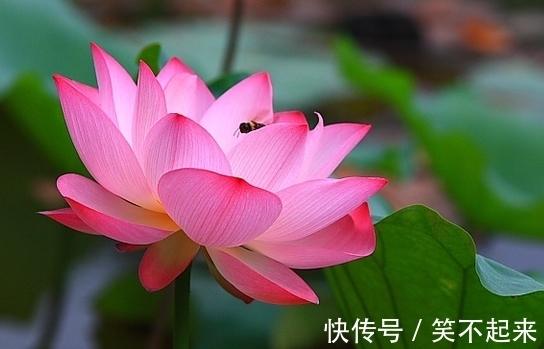 桃花|11月上旬，4属相吉星傍身，桃花朵朵，财源滚滚，生活富足无忧