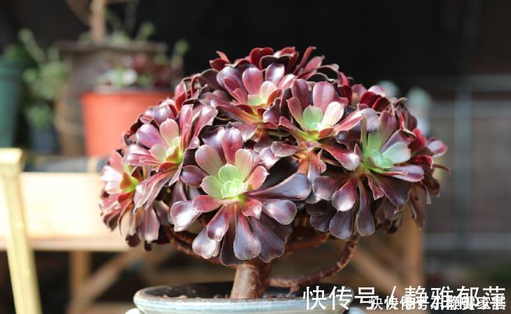 老桩|黑法师盆景培育技巧，只要做3步，采用“倒挂法”，变成盆景老桩