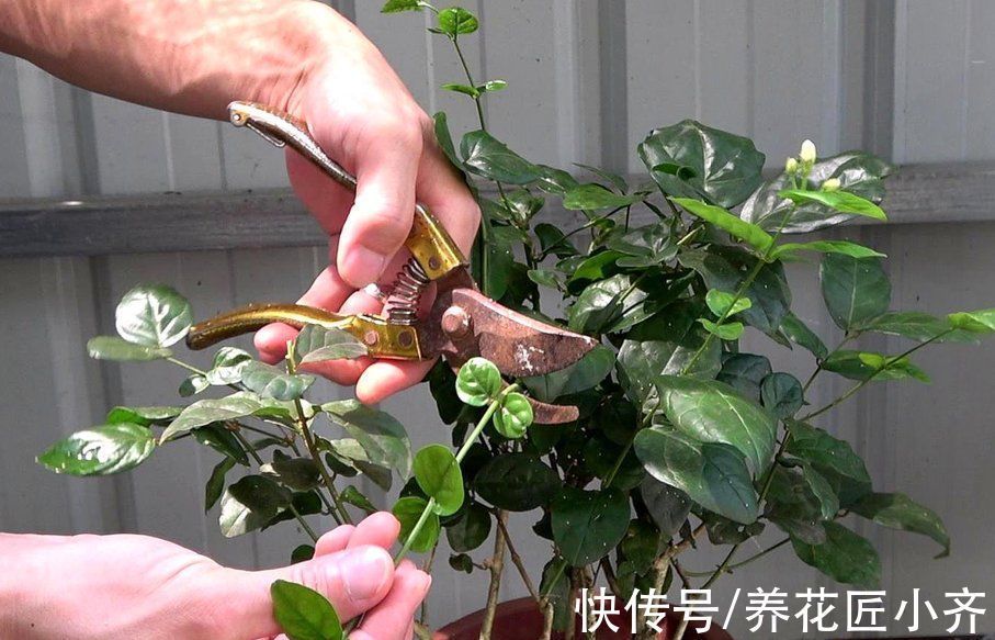 修剪|家中养着5种花,入冬赶紧剪一下,不仅容易过冬,而且来年花量大