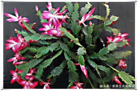 蟹爪兰“花困难户”花匠教你正确养护方法，蟹爪兰花开“爆盆”