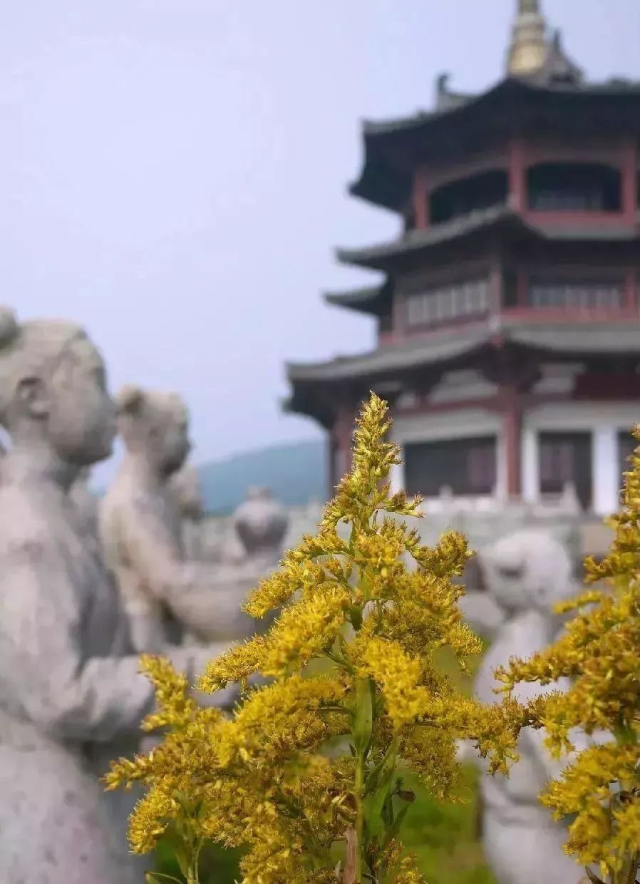 油菜花|古镇村落，采茶赏花你能想到的春天玩法这里都有！