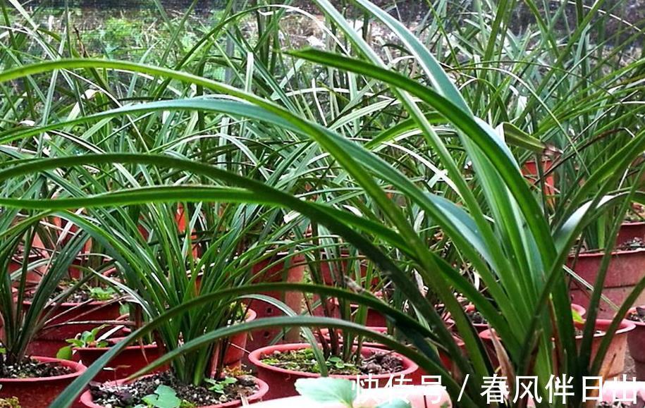 兰花|栽培兰花的松针土如何制作