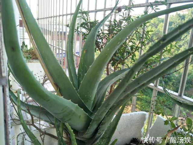 3种旺家花卉，养人养身心，家里有老人更要养