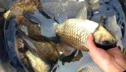 冬季钓鱼，天气越冷鱼越难钓，这些细节是成败的关键！