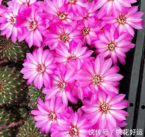 夏季|仙人球开花难?做好这4步,促花又促芽