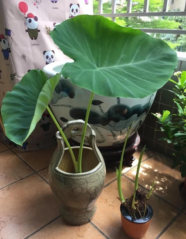 1粒花生丢水里,呼呼长成小森林,这艺术品给钱也不卖