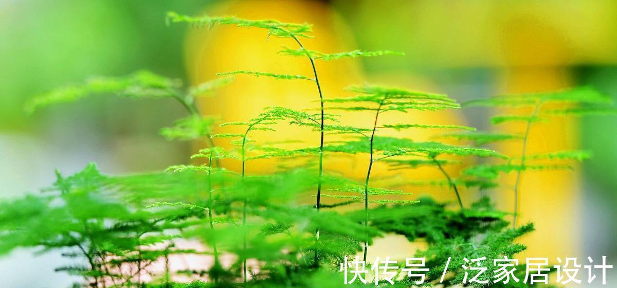 枝繁叶茂|文竹黄叶和4点有关,掌握要点后,苗壮叶肥还漂亮