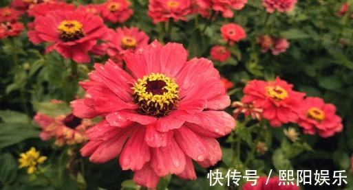 养花|养盆五颜六色的“百日菊”！花期长达100天，让你的花园花开不断