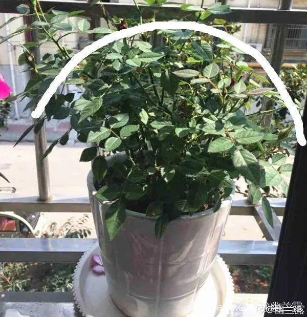 家里养了月季,花后使劲剪,越剪越开花,真省心