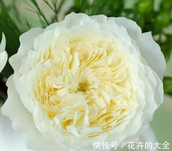 奥斯汀|养月季，要有耐心，掌握方法技巧