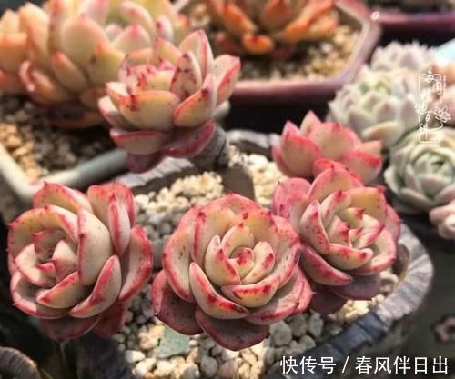 口诀|夏天养多肉，浇水有讲究，掌握“三字”口诀，轻松度夏不黑腐