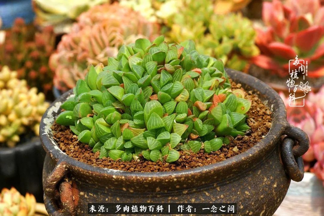 群友聊多肉没有最二只有更二,爆笑百科二群的二货二事!